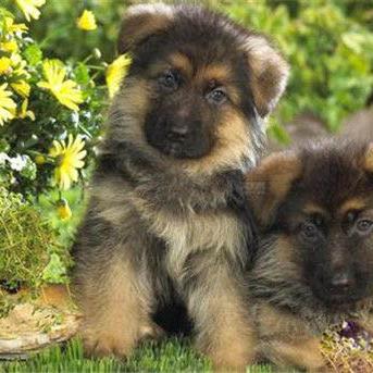 大型狼犬十大排名图片，大型狼犬十大排名