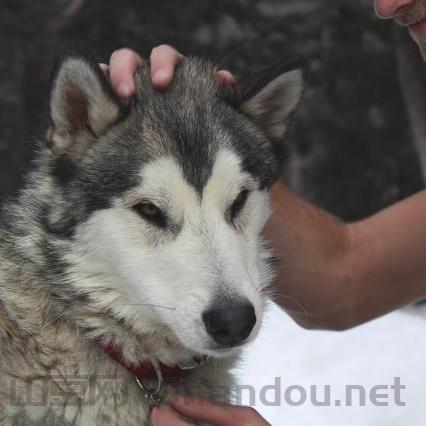 大型狼犬十大排名图片,大型狼犬十大排名