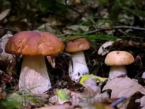 野生菌十大排名榜，野生菌十大排名
