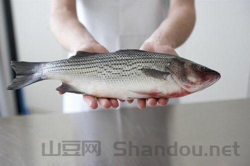 河南鱼十大排名品种，河南鱼十大排名