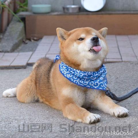 世界上最傻笑的人图片大全，世界上最傻笑的人图片