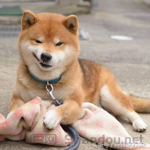 世界上最傻笑的人图片大全,世界上最傻笑的人图片