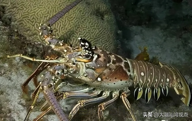 世界上最坑的龙虾，世界上最坑的龙虾品种