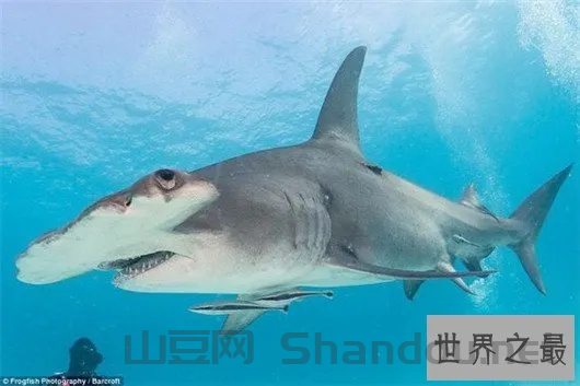 世界上最恐怖的鲨鱼长什么样，世界上什么鲨最恐怖